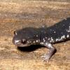 Plethodon
